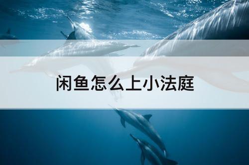 闲鱼怎么上小法庭