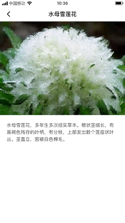 云鼎雪莲2024