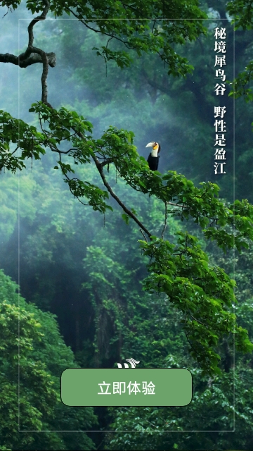 盈江云app下载