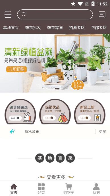 七彩云菊